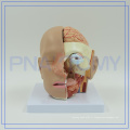 PNT-1632 modèle d&#39;anatomie tête humain de haute qualité avec